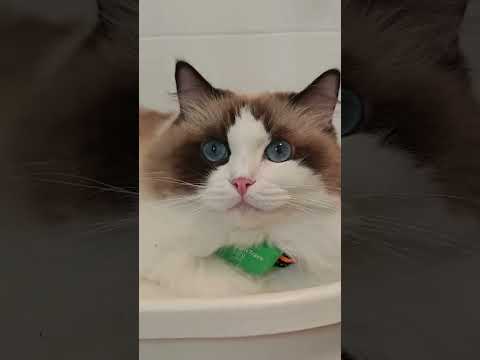 WaO! 💚 #cat #catlove #catvideos #catshorts #funny #cute #cats