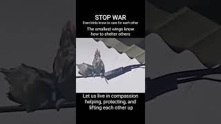 STOP WAR Even birds know to care for each other#stopwar #NotOneMoreLife #LayDownArms #OneHumanFamily