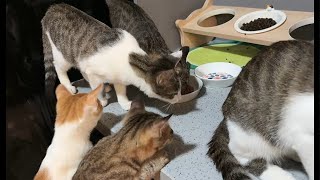 【直播】绑架了6只流浪小猫回家，也太能吃了吧！｜李喜猫