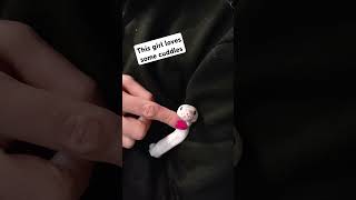 Cute ball python loves cuddles #snake #reptiles #animals #ballpython #royalpython #cuteanimals #cute