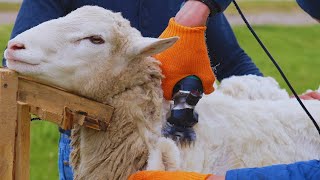 How It's Made: Wool