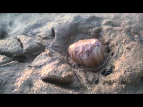 Must Watch, Untitled/Rare Amazing Species at Russian Beach Karachi.. Part 1