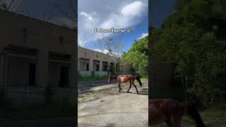 Animals I’ve found while exploring abandoned buildings 🐶