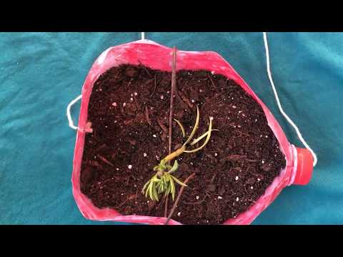 How to make a wall hanging pot for plants