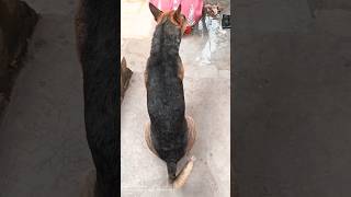 Keltu Playing With His Tail 😂😂😂 #dog #dogplaying #shorts #streetdog #viral #ytshorts #ytshort