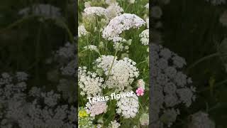 Texas flowers #spring2021 #shorts #flowers