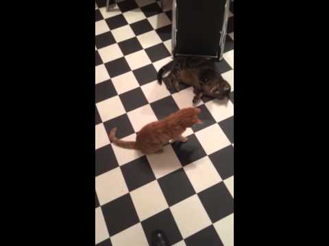 Effect of cat nip...
