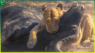 12 Moments of Tigers and Lions Fighting Incredible Battles