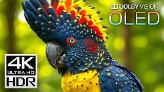 Beautiful 4K VIDEOS - Dolby Vision 4K HDR 60 FPS Video