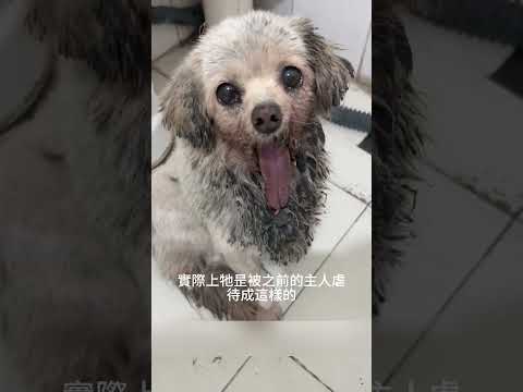 奇怪小狗🐶