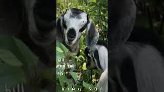 Pretty girl Baby #tradingshorts #viralreels #king$01 #views_viral_video_subscribers_grow #foryou