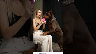 #cutedogvideos #furryfriends #dogfamily #doglover #cuddlebuddy #dogsnuggles #bigdoglove