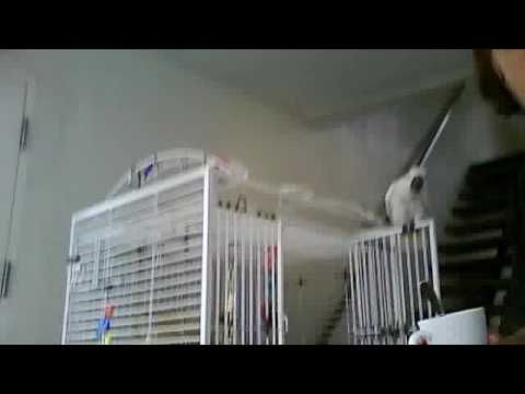 Bedtime meal for Taz take 2