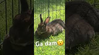 #cat #catsorganizedneatly #funny #catproblems #kitten #catgoesfishing #cattime #pets #catlover #funn