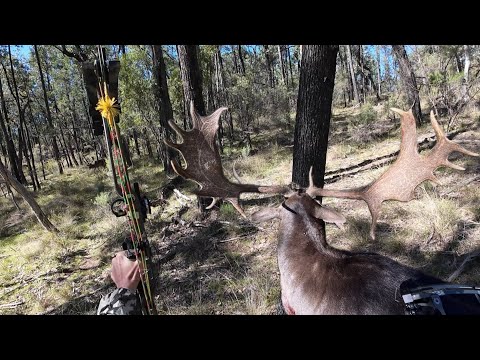 Bowhunting rutting fallow bucks in the mountains. (bowhunting Australia).