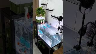 Amazing Fishtank installation🫧 #trending #short #aquariumfishfish #fishaquarium #fishtanksetup #fish