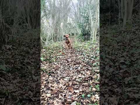 Happy dog #vizsla #hungarianvizsla #dog #dogs #doglover