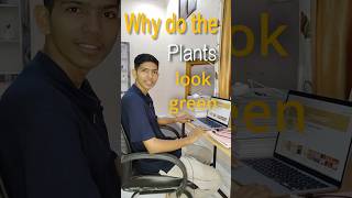 Why do Plants look green? #science #shorts #shortsfeed #cbse #study