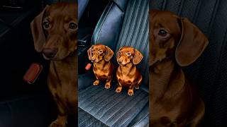 Bittu saved the dogs' lives #viralshorts #youtubeshorts