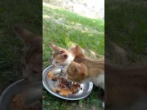 My cat is eating chicken 🍗🍗🍗  #shortvedio #viralshort #trendingshorts #cat #subscribe
