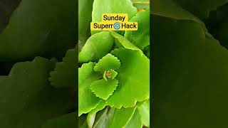 SUNDAY Superr🌀 Hack- Kalanchoe flowering technique, zero cost hack#petalpunk8 #gardening #trend