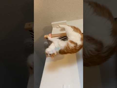 Cats Falling Compilation #catfails #funnycats #percythecat