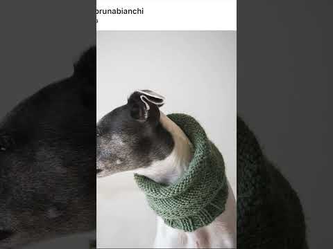 Tricô e crochê 🧶🪡#crochet #tricot #roupapet #pets