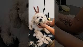 grooming haircut time 🐾🐾🥰👁️‍🗨️👁️‍🗨️ #artist #dog_features #dogsofficialdog