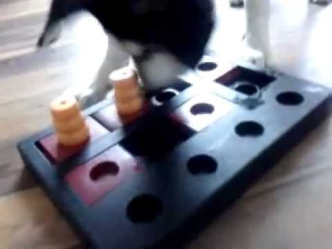 Trixie activity chess dog toy
