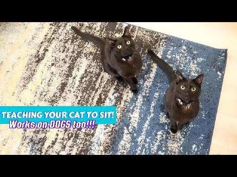 How to Train your CAT(s) to SIT! (dogs too)