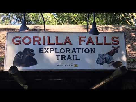 Gorillas at Animal Kingdom - Gorilla Falls Exploration Trail