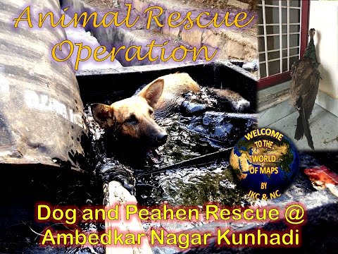 Dog Rescue Operation at Ambedkara Nagar Kunhadi Kota