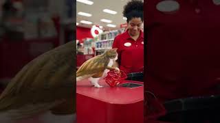 #cat #cats #meowl #catlovers #cutecats #catmemes