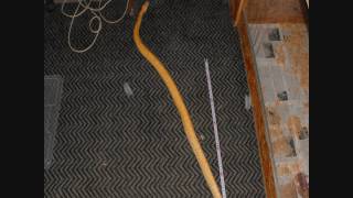 Burmese Python ..growth