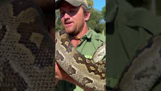 Wow - safely removing this enormous rock python from a chicken run! 🐍🙌🏻