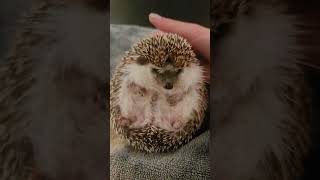 A triggered Hedgie