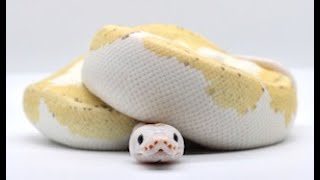 How old does a Ball Python have to be to breed?