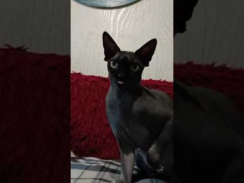 Sphynx Cat ATTACKS Artist! 😼 | Drawing The Funny Face