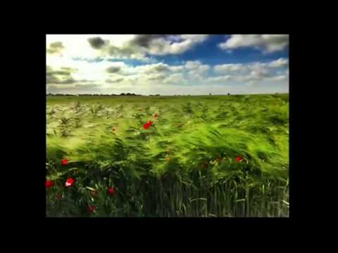 A Tribute to all those who fought in the First World War : On the 100 anniversary of the end of WW1.