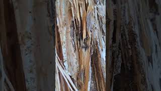 Drywood Termites #pestsolutions #pestcontrol #termitecontrol