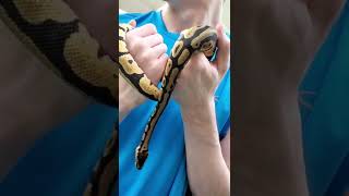 Smaller python at the pet store!  #reptile #petstore #python #reptilelovers #pythonlovers