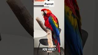 Job Interview with a Parrot 🦜 (Gone Wrong)  #shorts #interview #comedy