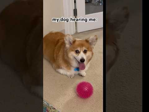 You mean you wanna play fetch?! #javascript #coding #codinghumor #softwaredevelopment