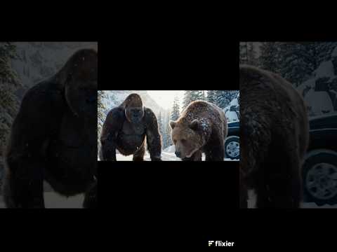 🦍 Grizzly Faces the Gorilla – Snowy Standoff Shocks Tourists! ❄️😱#Gorilla #GrizzlyBear #shorts