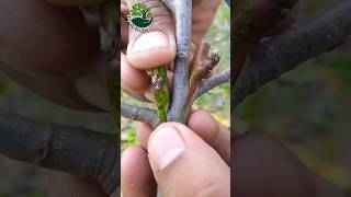 Easy grafting techniques, pear tree ||How to graft flowers and plants #variegated #grafting #satisfy