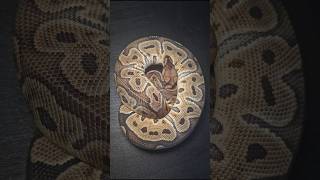 GHI Clown ♀️🔥 #babysnake #ballpythonmorph #ballpythons101 #ballpython #royalpython #snake #reptiles