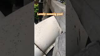 Top view .. Swming pool🏊‍♀️ #visualjourney #shorts