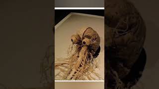Real nervous system #realbody real human body #trending