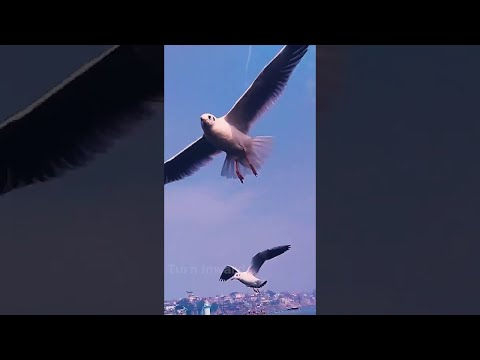 Birds Flying Over Water #Shorts | Relaxing Flute Music | Birds Flute Song | Turn Inward