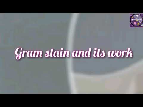 Gram staining procedure | Gram stains and their work | Staining method